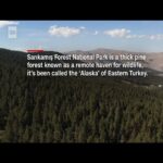 Çağan Şekercioğlu Instagram - Doğu Anadolu'daki yerel tabanlı doğa koruma, ekoturizm, yaban hayatı ekoloji ve ornitoloji çalışmalarımız bugün CNN International'daydı. Videonun tamamı: https://edition.cnn.com/videos/travel/2023/11/15/kars-igdr-turkey-spc.cnn CNN International today aired a story on our conservation, wildlife ecology and ornithology research in eastern Türkiye. Complete video:  https://edition.cnn.com/videos/travel/2023/11/15/kars-igdr-turkey-spc.cnn Sarıkamış, Kars, Turkey