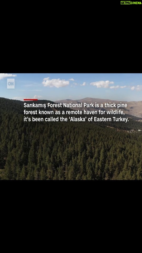 Çağan Şekercioğlu Instagram - Doğu Anadolu'daki yerel tabanlı doğa koruma, ekoturizm, yaban hayatı ekoloji ve ornitoloji çalışmalarımız bugün CNN International'daydı. Videonun tamamı: https://edition.cnn.com/videos/travel/2023/11/15/kars-igdr-turkey-spc.cnn CNN International today aired a story on our conservation, wildlife ecology and ornithology research in eastern Türkiye. Complete video: https://edition.cnn.com/videos/travel/2023/11/15/kars-igdr-turkey-spc.cnn Sarıkamış, Kars, Turkey