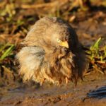 Çağan Şekercioğlu Instagram - Angry bird meets Yoda. A large grey #babbler (Turdoides malcolmi) looks like a suspended sphere as it shakes itself dry after a bath. Notice the feet. Bir su birikintisinde yıkanan bu büyük gri yedikardeş, tüylerini kurutmak için kanat çırparken havada asılı bir küreye benziyor. Ayaklara dikkat! Reposted from @natgeotvturkiye @cagansekercioglu @uofu_science @natgeo @natgeointhefield @natgeoimagecollection @natgeomagazineturkiye @natgeotvturkiye @universityofutah #birds #nature #wildlife #biology #natgeointhefield #conservation #biodiversity #travel #animal Dhikala, Corbett National Park