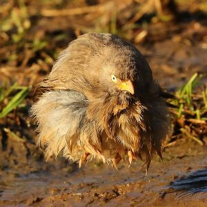 Çağan Şekercioğlu Instagram - Angry bird meets Yoda. A large grey #babbler (Turdoides malcolmi) looks like a suspended sphere as it shakes itself dry after a bath. Notice the feet. 

Bir su birikintisinde yıkanan bu büyük gri yedikardeş, tüylerini kurutmak için kanat çırparken havada asılı bir küreye benziyor. Ayaklara dikkat! 

Reposted from @natgeotvturkiye

@cagansekercioglu @uofu_science @natgeo
@natgeointhefield @natgeoimagecollection @natgeomagazineturkiye @natgeotvturkiye @universityofutah #birds #nature #wildlife #biology #natgeointhefield #conservation #biodiversity #travel #animal