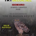 Çağan Şekercioğlu Instagram - We are looking for the legendary Turkish Brown Fish-owl on @trtbelgesel tomorrow at 8PM İstanbul time. Watch it live at the link below. https://www.trtbelgesel.com.tr/canli-yayin Yarın 20:00'de @trtbelgesel'de Türkiye'nin efsane türlerinden "Balık Baykuşu" nun peşindeyiz.