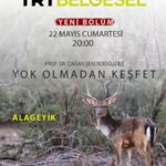 Çağan Şekercioğlu Instagram - "Fallow Deer", the first episode of the new season of my Turkey wildlife documentary series, is on @trtbelgesel tonight at 8PM İstanbul time. Watch it live at the link above. Happy World Biodiversity Day! https://www.trtbelgesel.com.tr/canli-yayin Yeni sezonumuzun ilk bölümü "Alageyik" yarın 20:00'de @trtbelgesel'de. 22 Mayıs Dünya Biyoçeşitlilik Gününüz kutlu olsun. Antalya, Turkey