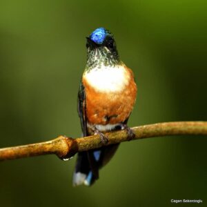 Çağan Şekercioğlu Instagram - A female Violet-tailed #Sylph (#Aglaiocercus coelestis) #Colombia.

Kolombiya'da bir dişi Mor Kuyruklu Ormanperisi (Aglaiocercus coelestis)