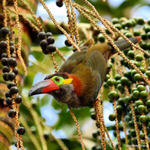 Çağan Şekercioğlu Instagram - The #Guiana #toucanet (#Selenidera culik) is limited to the north of the #Amazon
 #River and east of #RioNegro. This one in #PresidenteFigueroa, #Amazonas, #Brazil is feeding on #açaí #palm berries that are now a #health craze. 

Bir tek Amazon nehrinin kuzeyinde ve Rio Negro nehrinin doğusunda bulunan Guyana tukaneti (Selenidera culik), bir sağlık yiyeceği olarak popülerleşen Acai palmiyesinin meyvelerini doğal ortamında yiyor. 

@natgeoexplorer @universityofutah @natgeocreative @natgeoturkiye @natgeotvturkiye #nature #birds#biodiversity #conservation #Forest#environment #toucan #neotropical#wildlife #animals #trtbelgesel #travel