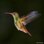 Çağan Şekercioğlu Instagram - A Rufous-tailed #Hummingbird (#Amazilia tzacatl) hovering on its way to nectar. Although it may look effortless, hummingbirds need to beat their wings 40-100 times per second to stay aloft. Çiçeklerden nektar toplarken havada asılı kalan bir Kızıl Kuyruklu Kolibri (#Amazilia tzacatl). Eforsuzca yapıyor gibi gözükse de, havada asılı kalmak için kolibriler (sinekkuşları) kanatlarını saniyede 40 ila 100 kez çarpmak zorundadırlar. @cagansekercioglu @uofu_science @natgeoimagecollection @natgeo @natgeomagazineturkiye @natgeotvturkiye #birds #nature #wildlife#conservation #biodiversity #biology #travel #animals #Neotropics #conservation #deforestation Ricaurte