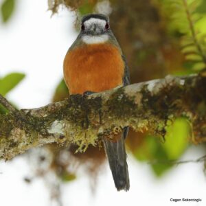 Çağan Şekercioğlu Instagram - I finally found one of my #nemesis #birds, the #rare, #elusive and amazing White-faced #Nunbird (#Hapaloptila castanea) in the Andean #montane #forest of the # Nariño, #Colombia.

Yıllardır en çok görmek istediğim kuşlardan biri olan ender, gizli ve etkileyici Ak Suratlı Keşişkuşunu en sonunda Kolombiya'nın And Dağları ormanında buldum.

@cagansekercioglu @uofu_science @natgeoimagecollection @natgeo @natgeomagazineturkiye @natgeotvturkiye #birds #nature #wildlife#conservation #biodiversity #biology #travel #animals #Neotropics #conservation #deforestation
