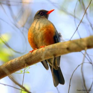 Çağan Şekercioğlu Instagram - Our new paper I link to in my Instagram bio, "Temperature‐associated decreases in demographic rates of Afrotropical bird species over 30 years", made it to the cover of Global Change Biology, the highest impact factor journal in biodiversity conservation, with this photo of the endemic and near threatened Usambara Thrush. Led by our lab member @MHCNeateClegg, based on 30 years of bird banding by Dr. Bill Newmark of @nhmu and his team in the Usambara mountains of #Tanzania and with key modelling assistance from Dr. Tom Stanley of @usgs.

Biyoçeşitlilik koruma bilimin en yüksek etkili bilimsel dergisi Global Change Biology'de yayınladığımız ve IG profil adresimden okuyabileceğiniz yeni makalemiz, Tanzanya'da çektiğim bu endemik Usambara ardıcı fotoğrafım ile kapak konusu oldu. Doktora öğrencim @monteneateclegg'in başını çektiği bu makalede, 30 yıl boyunca halkalanan Tanzanya Usambara dağ ormanı kuşlarının popülasyonlarının küresel ısınma yüzünden azaldığını gösterdik. 

@uutah @uofu_science
@kocuniversity @natgeo @natgeoimagecollection #birds #nature #wildlife #conservation #biodiversity #animals #Africa