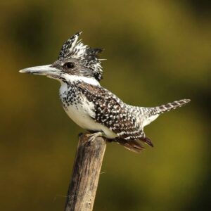 Çağan Şekercioğlu Instagram - The #charismatic crested #kingfisher (#Megaceryle lugubris) is found from Afghanistan to Japan. This one is a female, lacking the rufous males have on their breast.

Reposted from @natgeotvturkiye

Ülkemizdeki alaca yalıçapkınının akrabası olan karizmatik tepeli yalıçapkını, Afganistan'dan Japonya'ya kadar görülen yaygın bir türdür. Erkek karizmatik tepeli yalıçapkınları, kızıl göğüsleriyle dişilerden kolayca ayrılır.

@cagansekercioglu @uofu_science @natgeo
@natgeointhefield @natgeoimagecollection @natgeomagazineturkiye @natgeotvturkiye @universityofutah #birds #nature #wildlife #biology #natgeointhefield #conservation #biodiversity #travel #animals #birds #wildlife