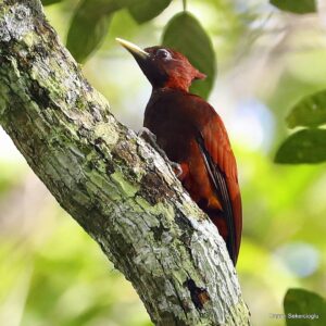 Çağan Şekercioğlu Instagram - A Chestnut Woodpecker (#Celeus elegans) in the #Amazon #rainforest of #Colombia.

Kolombiya Amazon ormaninda bir büyük kestane renkli ağaçkakan (#Celeus elegans)  

@cagansekercioglu @uofu_science @natgeoimagecollection @natgeo @natgeomagazineturkiye @natgeotvturkiye #birds #nature #wildlife#conservation #biodiversity #biology #travel #animals #Neotropics #conservation #deforestation