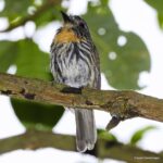 Çağan Şekercioğlu Instagram - Black-streaked puffbirds (#Malacoptila fulvogularis) are found in the mid-story of Andean humid montane #forest from #Colombia to #Bolivia. Found in #Neotropical forest and mostly wooded habitats from #Mexico to #Brazil, #puffbirds get their name from their fluffy plumage. Distant relatives of woodpeckers, puffbirds are highly territorial, often sit quietly for long periods and the #rainforest species can be very hard to find.  Kolombiya'da fotoğrafladığım bu siyah çizgili pufkuşu, And dağları ormanlarında bulması zor bir türdür. İsimlerini kabarık tüylerinden alan ve ağaçkakanların akrabası olan pufkuşları, Güney Amerika'da Meksika'dan Brezilya'ya uzanan bir alanda genellikle ormanlık ve ağaçlık alanlarda bulunur. @cagansekercioglu @uofu_science @natgeoimagecollection @natgeo @natgeomagazineturkiye @natgeotvturkiye #birds #nature #wildlife#conservation #biodiversity #biology #travel #animals #Neotropics #conservation #deforestation Mocoa, Putumayo