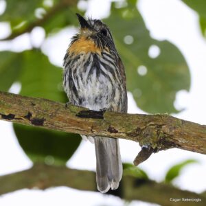 Çağan Şekercioğlu Instagram - Black-streaked puffbirds (#Malacoptila fulvogularis) are found in the mid-story of Andean humid montane #forest from #Colombia to #Bolivia. Found in #Neotropical forest and mostly wooded habitats from #Mexico to #Brazil, #puffbirds get their name from their fluffy plumage. Distant relatives of woodpeckers, puffbirds are highly territorial, often sit quietly for long periods and the #rainforest species can be very hard to find. 

Kolombiya'da fotoğrafladığım bu siyah çizgili pufkuşu, And dağları ormanlarında bulması zor bir türdür. İsimlerini kabarık tüylerinden alan ve ağaçkakanların akrabası olan pufkuşları, Güney Amerika'da Meksika'dan Brezilya'ya uzanan bir alanda genellikle ormanlık ve ağaçlık alanlarda bulunur.

@cagansekercioglu @uofu_science @natgeoimagecollection @natgeo @natgeomagazineturkiye @natgeotvturkiye #birds #nature #wildlife#conservation #biodiversity #biology #travel #animals #Neotropics #conservation #deforestation