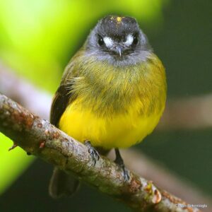 Çağan Şekercioğlu Instagram - This Ornate #Flycatcher (#Myiotriccus ornatus) getting soaked in the heavy rain of Colombia's La Niña does not look very happy.

Kolombiya'nın şiddetli La Niña yağmurunda ıslanan bu Sarı Alınlı Sinekkapan (#Myiotriccus ornatus) pek mutlu gözükmüyor.

@cagansekercioglu @uofu_science @natgeoimagecollection @natgeo @natgeomagazineturkiye @natgeotvturkiye #birds #nature #wildlife#conservation #biodiversity #biology #travel #animals #Neotropics #conservation #deforestation
