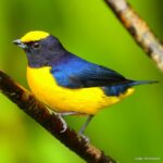 Çağan Şekercioğlu Instagram - An Orange-bellied #Euphonia in the #Choco #rainforest of #Colombia Kolombiya Choco ormanlarinda bir kızıl taçlı öfonya (#Euphonia xanthogaster) @cagansekercioglu @uofu_science @natgeoimagecollection @natgeo @natgeomagazineturkiye @natgeotvturkiye #birds #nature #wildlife#conservation #biodiversity #biology #travel #animals #Neotropics #conservation #deforestation Reserva Natural Río Ñambi