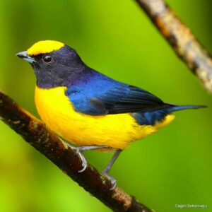 Çağan Şekercioğlu Instagram - An Orange-bellied #Euphonia in the #Choco #rainforest of #Colombia

Kolombiya Choco ormanlarinda bir kızıl taçlı öfonya (#Euphonia xanthogaster)

@cagansekercioglu @uofu_science @natgeoimagecollection @natgeo @natgeomagazineturkiye @natgeotvturkiye #birds #nature #wildlife#conservation #biodiversity #biology #travel #animals #Neotropics #conservation #deforestation