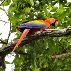 Çağan Şekercioğlu Instagram - A Scarlet #Macaw in the #Amazon basin #rainforest of #Mitu, #Colombia.

Kolombiya'nın Amazon havzası yağmur ormanında bir Karmen Rengi Ara (#Ara macao)