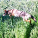 Çağan Şekercioğlu Instagram – A coyote probably hunting a rodent was caught in our camera trap in the Red Butte Canyon Research Natural Area behind @uutah. In our new paper I link to in my Instagram bio, with @aust.green @mchynoweth and @davidblount, we reviewed the entire camera trap scientific literature of 3326 papers since 1993. COVID-19 has shown even more how important camera traps are for wildlife conservation, research and management.

https://www.sciencedirect.com/science/article/pii/S0006320721000367

Bir kemirgeni yakalamak için zıplayan bu Amerikan çakalı Utah’daki Red Butte Kanyonu araştırma ve koruma sahasındaki fotokapanımıza yakalandı. Instagram web adresimdeki yeni makalemizde, bütün fotokapan literatürünü derledik ve 1993-2020 arası yayınlanmış 3326 bilimsel makaleyi öğrencilerim ile özetledik. Covid 19 kısıtlamalarında bile, arazideki fotokapanlar çok önemli yaban hayatı verileri toplamaya devam ediyor.