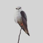 Çağan Şekercioğlu Instagram – I never cease to be amazed by the fearsome beauty of the black-winged kite (#Elanus caeruleus).

Reposted from @natgeotvturkiye

Ülkemizde önceden nadir görülen ak çaylak, özellikle Güney ve Güneydoğu bölgelerinde giderek yaygınlaşıyor. Sebebinin iklim değişikliği olabileceği düşünülüyor. Bu kuşu Hindistan’da fotoğrafladım.

@cagansekercioglu @uofu_science @natgeo 
@natgeointhefield @natgeoimagecollection @natgeomagazineturkiye @natgeotvturkiye #birds #nature #wildlife #natgeointhefield 
#conservation #biodiversity #biology #travel #animals Dhikala, Corbett National Park