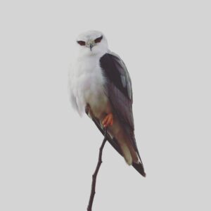 Çağan Şekercioğlu Instagram - I never cease to be amazed by the fearsome beauty of the black-winged kite (#Elanus caeruleus).

Reposted from @natgeotvturkiye

Ülkemizde önceden nadir görülen ak çaylak, özellikle Güney ve Güneydoğu bölgelerinde giderek yaygınlaşıyor. Sebebinin iklim değişikliği olabileceği düşünülüyor. Bu kuşu Hindistan'da fotoğrafladım.

@cagansekercioglu @uofu_science @natgeo 
@natgeointhefield @natgeoimagecollection @natgeomagazineturkiye @natgeotvturkiye #birds #nature #wildlife #natgeointhefield 
#conservation #biodiversity #biology #travel #animals