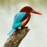 Çağan Şekercioğlu Instagram – White-throated #kingfisher is also known as #Smyrna kingfisher (#Halcyon smyrnensis), as its western most distribution is in Smyrna (İzmir), #Turkey, but it is widespread in #Asia, all the way to Indonesia. I photographed this one in #India.

Reposted from @natgeotvturkiye

Dünyada en batı dağılımı İzmir’de olan #İzmir #yalıçapkını esasında #Türkiye’den Endonezya’ya kadar Asya’da yaygın olan bir türdür.

@cagansekercioglu @uofu_science @natgeo @natgeointhefield @natgeoimagecollection @natgeomagazineturkiye @natgeotvturkiye #birds #nature #wildlife #natgeointhefield 
#conservation #biodiversity #biology #travel #animals Sultanpur National Park