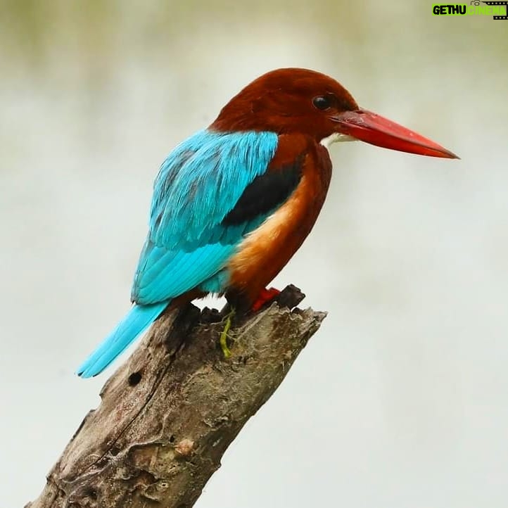 Çağan Şekercioğlu Instagram - White-throated #kingfisher is also known as #Smyrna kingfisher (#Halcyon smyrnensis), as its western most distribution is in Smyrna (İzmir), #Turkey, but it is widespread in #Asia, all the way to Indonesia. I photographed this one in #India. Reposted from @natgeotvturkiye Dünyada en batı dağılımı İzmir'de olan #İzmir #yalıçapkını esasında #Türkiye'den Endonezya'ya kadar Asya'da yaygın olan bir türdür. @cagansekercioglu @uofu_science @natgeo @natgeointhefield @natgeoimagecollection @natgeomagazineturkiye @natgeotvturkiye #birds #nature #wildlife #natgeointhefield  #conservation #biodiversity #biology #travel #animals Sultanpur National Park