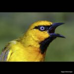 Çağan Şekercioğlu Instagram – Spectacled #Weaver (#Ploceus ocularis) at Lake Awasa, Great Rift Valley, central #Ethiopia

Etiyopya’da bir Gözlüklü Dokumacı (Ploceus ocularis)

@uutah @uofu_science @kocuniversity
@natgeo @natgeoimagecollection #birds #nature #wildlife #conservation #biodiversity #animals #Africa