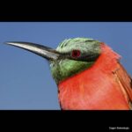 Çağan Şekercioğlu Instagram – A Northern Carmine Bee-eater (#Merops nubicus) in #Ethiopia.

Etiyopya’da bir Yakut Rengi Arıkuşu (#Merops nubicus).

@uutah @uofu_science @kocuniversity
 @natgeo @natgeoimagecollection #birds #nature #wildlife #conservation #biodiversity #animals #Africa