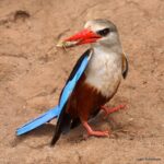 Çağan Şekercioğlu Instagram – A grey-headed #kingfisher (#Halcyon leucocephala) in #Ethiopia has caught a tasty grasshopper. Birds provide crucial ecosystem services such as insect pest control. 

Etiyopya’da bir boz başlı yalıçapkını (#Halcyon leucocephala) lezzetli bir çekirge yakalamış. Kuşlar zararlı böcek kontrolü gibi birçok önemli ekosistem hizmeti gerçekleştirir.

@uutah @uofu_science @kocuniversit @natgeo @natgeoimagecollection #birds #nature #wildlife #conservation #biodiversity #animals #Africa Lake Hawassa