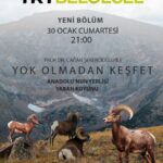 Çağan Şekercioğlu Instagram – Tonight at 9 PM İstanbul time on TRT Belgesel is our documentary on the #endangered Anatolian #Mouflon or Anatolian Wild Sheep (#Ovis gmelini anatolica), the ancestor of domestic sheep. #Konya #Türkiye.

TRT Belgesel’de bu gece 21:00’de ülkemize endemik ve de evcil koyunun atası olan soyu tehlikedeki Anadolu yaban koyununun (Ovis gmelini anatolica) peşindeyiz:

https://www.trtbelgesel.com.tr/canli-yayin Konya, Turkey