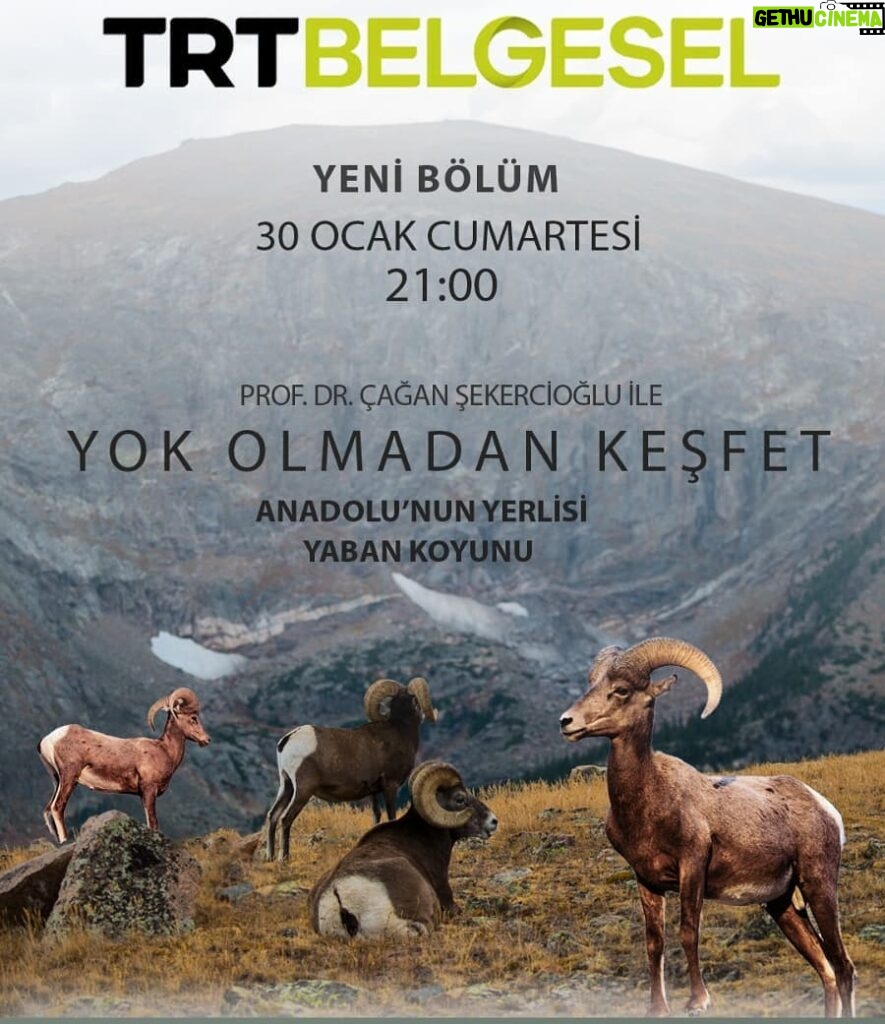 Çağan Şekercioğlu Instagram - Tonight at 9 PM İstanbul time on TRT Belgesel is our documentary on the #endangered Anatolian #Mouflon or Anatolian Wild Sheep (#Ovis gmelini anatolica), the ancestor of domestic sheep. #Konya #Türkiye. TRT Belgesel'de bu gece 21:00'de ülkemize endemik ve de evcil koyunun atası olan soyu tehlikedeki Anadolu yaban koyununun (Ovis gmelini anatolica) peşindeyiz: https://www.trtbelgesel.com.tr/canli-yayin Konya, Turkey