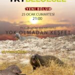 Çağan Şekercioğlu Instagram – You can watch online our Egyptian #mongoose (#Herpestes ichneumon) documentary filmed in southern #Türkiye tomorrow (1/24) at 2:30 PM İstanbul time: https://www.trtbelgesel.com.tr/canli-yayin

Kuyruksüren (firavun faresi) belgeselimizi kaçırdıysanız, tekrarı yarın 24 Ocak 14:30’da TRT Belgesel’de: https://www.trtbelgesel.com.tr/canli-yayin