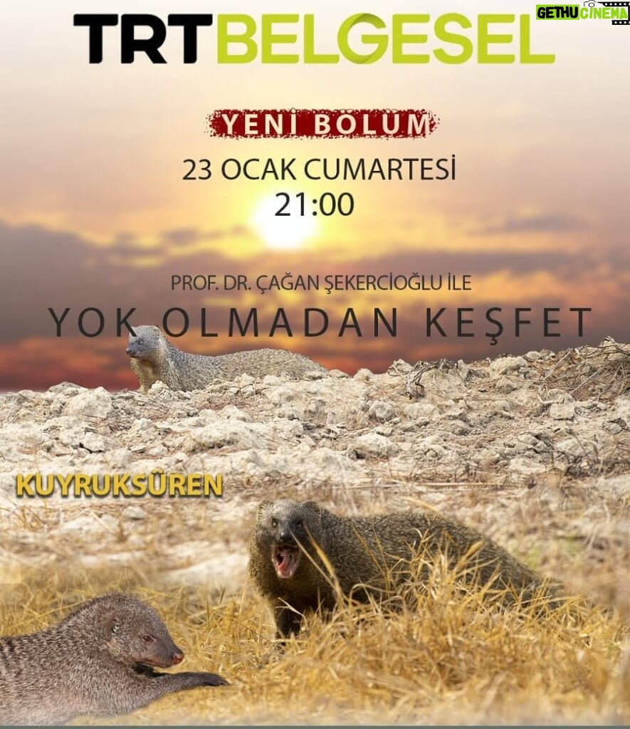 Çağan Şekercioğlu Instagram - You can watch online our Egyptian #mongoose (#Herpestes ichneumon) documentary filmed in southern #Türkiye tomorrow (1/24) at 2:30 PM İstanbul time: https://www.trtbelgesel.com.tr/canli-yayin Kuyruksüren (firavun faresi) belgeselimizi kaçırdıysanız, tekrarı yarın 24 Ocak 14:30'da TRT Belgesel'de: https://www.trtbelgesel.com.tr/canli-yayin