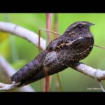 Çağan Şekercioğlu Instagram – An elegant Blackish #Nightjar on its day roost in Colombian lowland #rainforest understory.

Kolombiya’nın Amazon yağmur ormanında zarif bir Karaca Çobanaldatan (#Nyctipolus nigrescens) beslenmek için geceyi bekliyor.

@cagansekercioglu @uofu_science @natgeo @natgeomagazineturkiye @natgeotvturkiye #natgeoimagecollection #birds #nature #wildlife#conservation #biodiversity #biology #travel #animals #Neotropics #conservation #birding Mitú