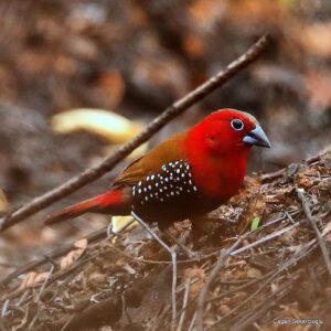 Çağan Şekercioğlu Instagram - Despite its striking colors, Peters's #Twinspot (#Hypargos niveoguttatus) in East #Africa is shy,  inconspicuous and hard to see. After searching the forest edges and understory in Tanzania for days, and getting a few flight views, I finally managed to photograph this beautiful male.

Göz alan renklerine rağmen, Al Yüzlü Çiftbenek (Hypargos niveoguttatus) çekingen, iyi saklanan ve zor görülen bir kuş türüdür. Tanzania'da orman kenarlarını ve altını günlerce arayıp sadece uçarken gördükten sonra en sonunda bu muhteşem erkeği fotoğraflayabildim.

@uutah @uofu_science @kocuniversity
@natgeo @natgeoimagecollection #birds #nature #wildlife #conservation #biodiversity #animals #Africa #IUCN #RedList