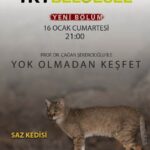 Çağan Şekercioğlu Instagram – Tonight at 9 PM İstanbul time on @trtbelgesel, we are looking for the elusive jungle cat in #Adana, #Türkiye.

Adana’da saz kedisinin izindeyiz. Bu gece 21:00’de TRT Belgesel’de.

https://www.trtbelgesel.com.tr/canli-yayin Adana, Turkey