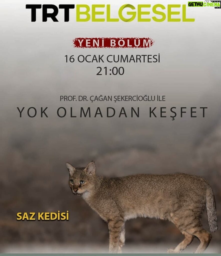 Çağan Şekercioğlu Instagram - Tonight at 9 PM İstanbul time on @trtbelgesel, we are looking for the elusive jungle cat in #Adana, #Türkiye. Adana'da saz kedisinin izindeyiz. Bu gece 21:00'de TRT Belgesel'de. https://www.trtbelgesel.com.tr/canli-yayin Adana, Turkey