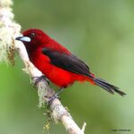 Çağan Şekercioğlu Instagram – Even though it is a common bird in much of #Colombia, I continue to be struck by the breathtaking velvety red of the Crimson-backed #Tanager (#Ramphocelus dimidiatus).

Kolombiya’nın birçok noktasında kolayca görülen bir tür olsa da, Al Sırtlı Tangaranın nefes kesici güzelliğini kanıksamak mümkün değil.

@cagansekercioglu @uofu_science @natgeo @natgeomagazineturkiye @natgeotvturkiye #natgeoimagecollection #birds #nature #wildlife#conservation #biodiversity #biology #travel #animals #Neotropics #conservation #birding El Encanto Nature Reserve