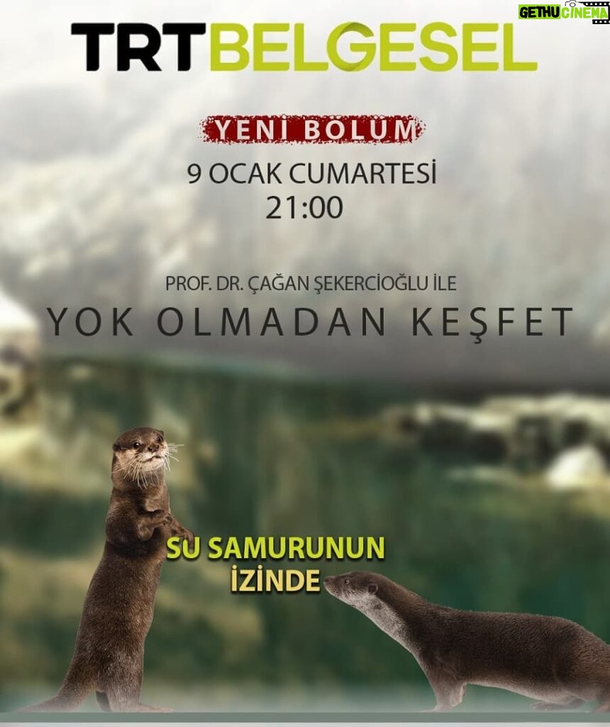 Çağan Şekercioğlu Instagram - Birazdan 21:00'de @trtbelgesel'de nefes kesen Tunceli Peri Suyu kanyonunda su samurunun peşindeyiz. Tonight at 9PM Istanbul time on the Turkey documentary channel TRT Belgesel, we are looking for otter in the Peri Canyon of Tunceli, eastern Turkey. @cagansekercioglu @uofu_science @natgeo @natgeoimagecollection  @natgeomagazineturkiye @natgeotvturkiye@e2medyapim #birds #nature #wildlife #natgeoimagecollection #conservation #biodiversity #biology #travel #animals #Adıyaman #Şanlıurfa #Türkiye #Turkey #Anatolia #mammals #birds