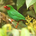 Çağan Şekercioğlu Instagram – A Grass-green #Tanager (#Chlorornis riefferii) in Andean montane #forest #Colombia is much more impressive than grass! I like its Turkish name better, which means Verdant Green Tanager.

İngilizce ismi “Ot Yeşili Tangara” demek olan ve And Dağları ormanlarında yaşayan bu kuşun Türkçe ismi olarak belirlenen Yemyeşil Tangara, güzelliğini çok daha iyi özetliyor. Mocoa, Putumayo