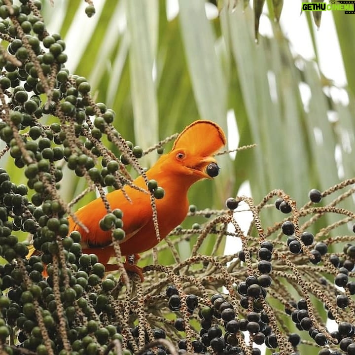 Çağan Şekercioğlu Instagram - #Birds provide critical services for ecosystems and humanity, such as eating agricultural pests, scavenging carcasses, pollinating plants and dispersing their seeds. This Guianan cock-of-the-rock (#Rupicola rupicola) I photographed in the #Amazon #rainforest of #Brazil is feeding on the fruits of the "health food" #açaí palm, whose seeds the #bird then disperses to other locations by flying away and defecating.  To learn about birds' ecological importance, why a quarter of the 11,000 species are in trouble and what we can do to help them, visit our #Biodiversity & Conservation #Ecology Lab page http://bioweb.biology.utah.edu/sekercioglu & read our book #WhyBirdsMatter http://press.uchicago.edu/ucp/books/book/chicago/W/bo23996771.html Reposted from @natgeotvturkiye Kuşlar, ekosistemler ve insanlık için kritik birçok hizmette bulunur. Tarım zararlılarını yer, leşleri temizler, çiçekleri tozlaştırır ve Çağan Şekercioğlu'nun Brezilya'nın Amazon yağmur ormanında görüntülediği bu Guyana kaya horozu gibi yedikleri meyvelerin tohumlarını başka bölgelere yayarlar. Roraima