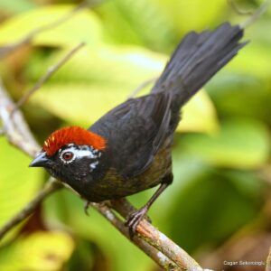 Çağan Şekercioğlu Instagram - A curious White-rimmed #Brushfinch (#Atlapetes leucopis) in the #Andes of #Colombia.

Kolombiya And Dağları'nda meraklı bir Ak Gözlüklü Çalı Serçesi. 

@cagansekercioglu @uofu_science @natgeo @natgeomagazineturkiye @natgeotvturkiye #natgeoimagecollection #birds #nature #wildlife#conservation #biodiversity #biology #travel #animals #Neotropics #conservation #birding