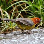 Çağan Şekercioğlu Instagram - Venezuela'nın tepui ormanlarındaki bir tepui çalı serçesi (Atlapetes personatus) yakaladığı bir tırtılın tadını çıkarıyor. A tepui brushfinch (Atlapetes personatus) in the tepui forests of #Venezuela is enjoying a tasty caterpillar! @cagansekercioglu @uofu_science @natgeo @natgeointhefield @natgeoimagecollection @natgeomagazineturkiye @natgeotvturkiye @universityofutah #birds #nature #wildlife #biology #natgeointhefield #conservation #biodiversity #travel #animals #Neotropics