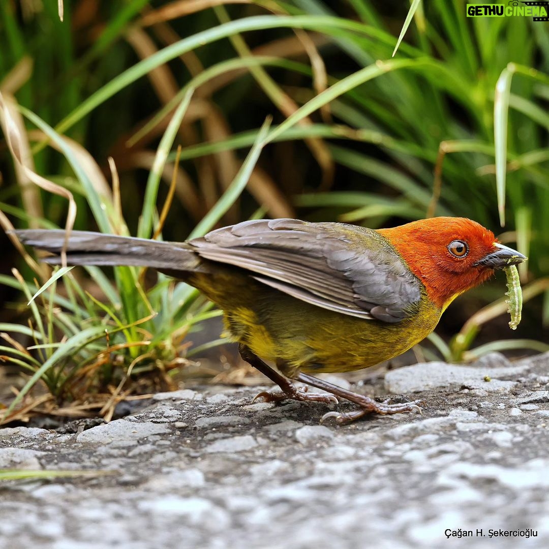 Çağan Şekercioğlu Instagram - Venezuela'nın tepui ormanlarındaki bir tepui çalı serçesi (Atlapetes personatus) yakaladığı bir tırtılın tadını çıkarıyor. A tepui brushfinch (Atlapetes personatus) in the tepui forests of #Venezuela is enjoying a tasty caterpillar! @cagansekercioglu @uofu_science @natgeo @natgeointhefield @natgeoimagecollection @natgeomagazineturkiye @natgeotvturkiye @universityofutah #birds #nature #wildlife #biology #natgeointhefield #conservation #biodiversity #travel #animals #Neotropics