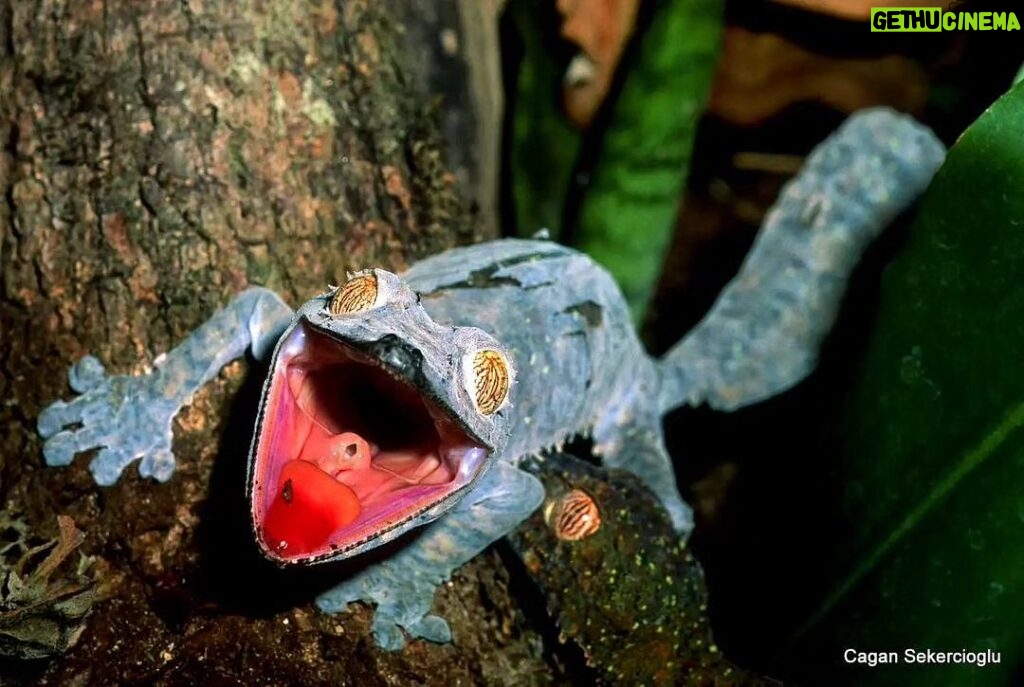 Çağan Şekercioğlu Instagram - This #Uroplatus #gecko in #Madagascar is mad! Reposted from @natgeotvturkiye @cagansekercioglu'nun objektifinden / Madagaskar'daki bu Uroplatus keleri çok sinirlenmiş! @cagansekercioglu @uofu_science @natgeo @natgeointhefield @natgeoimagecollection @natgeomagazineturkiye @natgeotvturkiye @universityofutah #lizards #nature #wildlife #biology #natgeointhefield #conservation #biodiversity #travel #animals #reptiles #Africa #islands #wildlife #IUCN #RedList #threatened Perinet, Toamasina, Madagascar