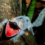 Çağan Şekercioğlu Instagram - This #Uroplatus #gecko in #Madagascar is mad! Reposted from @natgeotvturkiye @cagansekercioglu'nun objektifinden / Madagaskar'daki bu Uroplatus keleri çok sinirlenmiş! @cagansekercioglu @uofu_science @natgeo @natgeointhefield @natgeoimagecollection @natgeomagazineturkiye @natgeotvturkiye @universityofutah #lizards #nature #wildlife #biology #natgeointhefield #conservation #biodiversity #travel #animals #reptiles #Africa #islands #wildlife #IUCN #RedList #threatened Perinet, Toamasina, Madagascar
