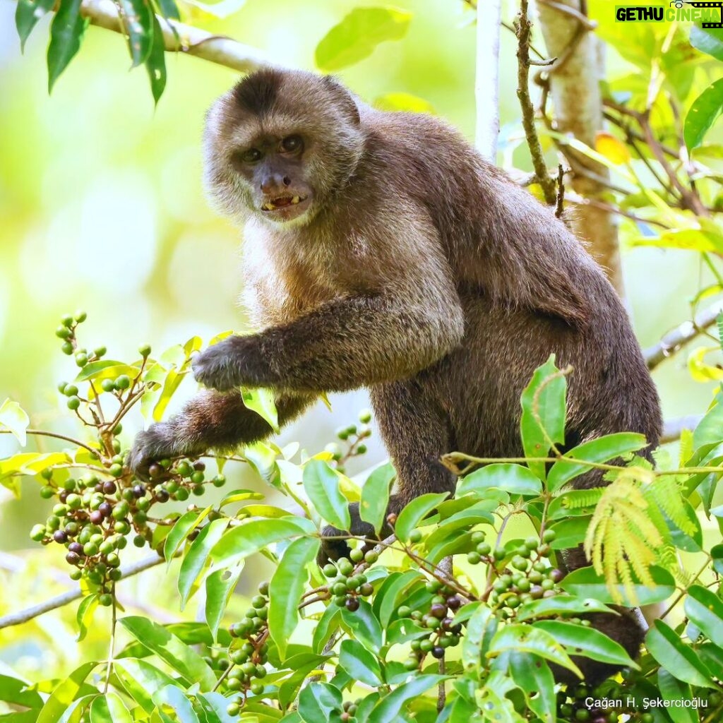 Çağan Şekercioğlu Instagram - A guilty-looking wedge-capped capuchin or Guianan weeper capuchin #monkey (Cebus olivaceus) caught eating fruit. Meyve yerken çektiğim bu takoz kafalı kapuçin maymununun (Cebus olivaceus) suçlu bir ifadesi yok mu? Filmlerde en sık görülen maymun olan bu türün diğer ismi de Guyana ağlak kapuçin maymunu! @cagansekercioglu @uofu_science @natgeo @natgeointhefield @natgeoimagecollection @natgeomagazineturkiye @natgeotvturkiye @universityofutah #mammal #mammals #nature #wildlife #biology #natgeointhefield #conservation #biodiversity #travel #animals #Neotropics La Escalera, Bolivar, Venezuela