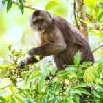 Çağan Şekercioğlu Instagram - A guilty-looking wedge-capped capuchin or Guianan weeper capuchin #monkey (Cebus olivaceus) caught eating fruit. Meyve yerken çektiğim bu takoz kafalı kapuçin maymununun (Cebus olivaceus) suçlu bir ifadesi yok mu? Filmlerde en sık görülen maymun olan bu türün diğer ismi de Guyana ağlak kapuçin maymunu! @cagansekercioglu @uofu_science @natgeo @natgeointhefield @natgeoimagecollection @natgeomagazineturkiye @natgeotvturkiye @universityofutah #mammal #mammals #nature #wildlife #biology #natgeointhefield #conservation #biodiversity #travel #animals #Neotropics La Escalera, Bolivar, Venezuela