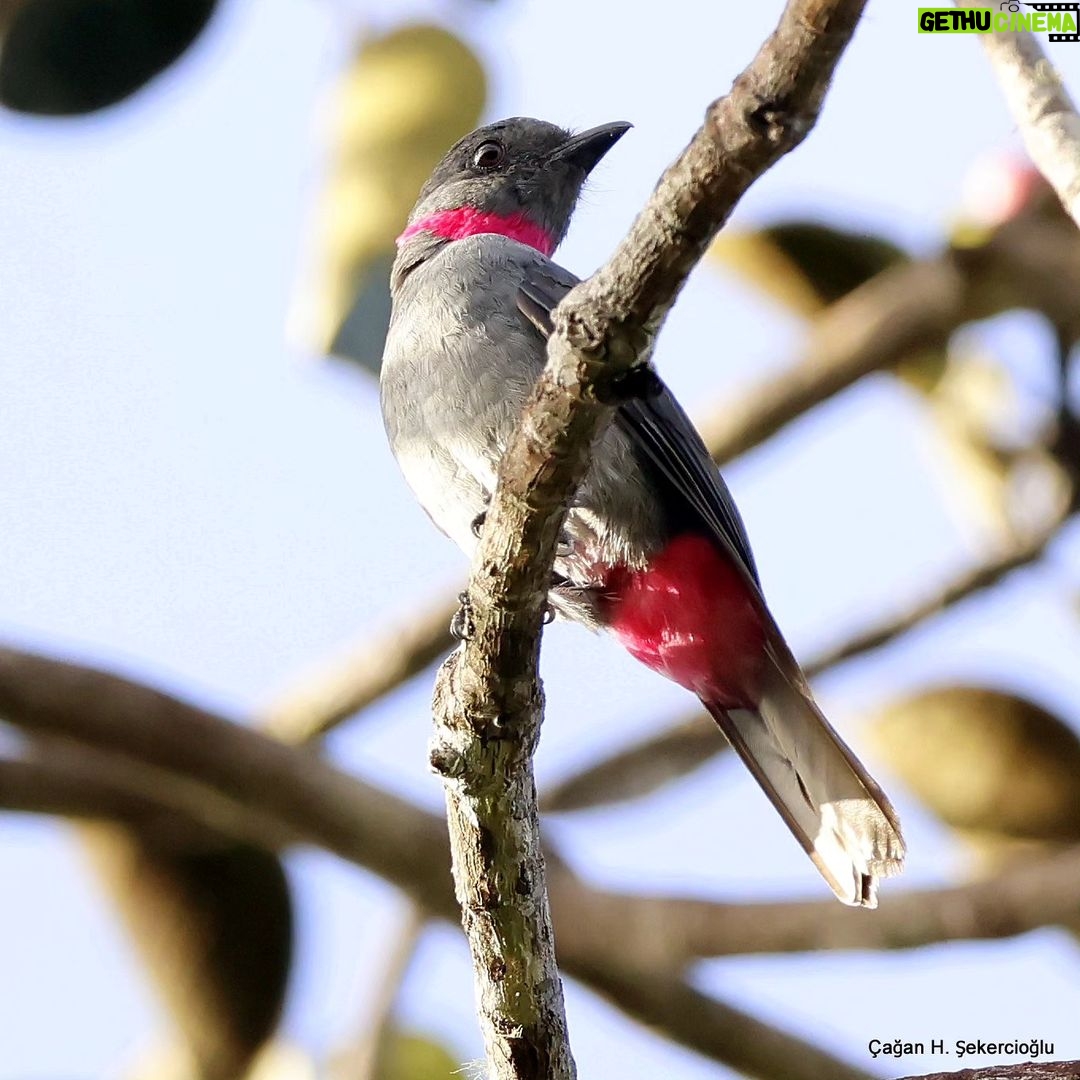 Çağan Şekercioğlu Instagram - A rose-collared #piha (Lipaugus streptophorus) in the tepui forests of #Venezuela. Venezuela'nın tepui ormanlarında bir pembe gıdılı #kotinga (#Lipaugus streptophorus) @cagansekercioglu @uofu_science @natgeo @natgeointhefield @natgeoimagecollection @natgeomagazineturkiye @natgeotvturkiye @universityofutah #birds #nature #wildlife #biology #natgeointhefield #conservation #biodiversity #travel #animals #Neotropics Canaima National Park, Venezuela