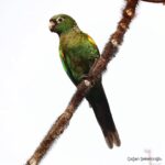 Çağan Şekercioğlu Instagram - An uncharacteristically cooperative fiery-shouldered #parakeet, endemic to the tepui forests of Venezuela with its food on its face! Venezuela'nın tepui dağlık oluşumlarında fotoğrafladığım bu alev omuzlu papağan (#Pyrrhura egregia), normalde çok hareketli olmasına rağmen neyse ki beslenirken birkaç saniye durdu. @cagansekercioglu @uofu_science @natgeo  @natgeointhefield @natgeoimagecollection @natgeomagazineturkiye @natgeotvturkiye @universityofutah @team_ebird #birds #nature #wildlife #biology #natgeointhefield  #conservation #biodiversity #travel #animals #Neotropics Canaima National Park, Venezuela
