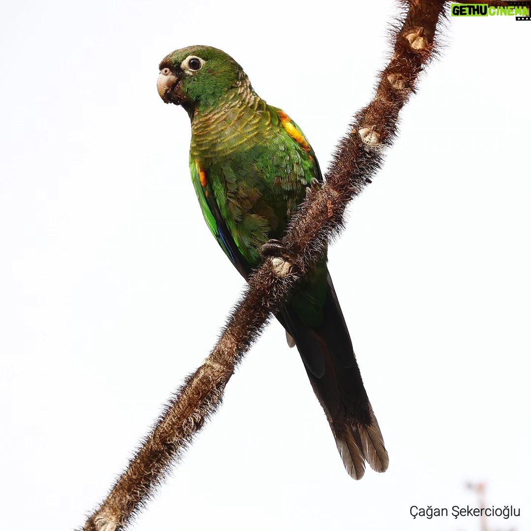 Çağan Şekercioğlu Instagram - An uncharacteristically cooperative fiery-shouldered #parakeet, endemic to the tepui forests of Venezuela with its food on its face! Venezuela'nın tepui dağlık oluşumlarında fotoğrafladığım bu alev omuzlu papağan (#Pyrrhura egregia), normalde çok hareketli olmasına rağmen neyse ki beslenirken birkaç saniye durdu. @cagansekercioglu @uofu_science @natgeo @natgeointhefield @natgeoimagecollection @natgeomagazineturkiye @natgeotvturkiye @universityofutah @team_ebird #birds #nature #wildlife #biology #natgeointhefield #conservation #biodiversity #travel #animals #Neotropics Canaima National Park, Venezuela