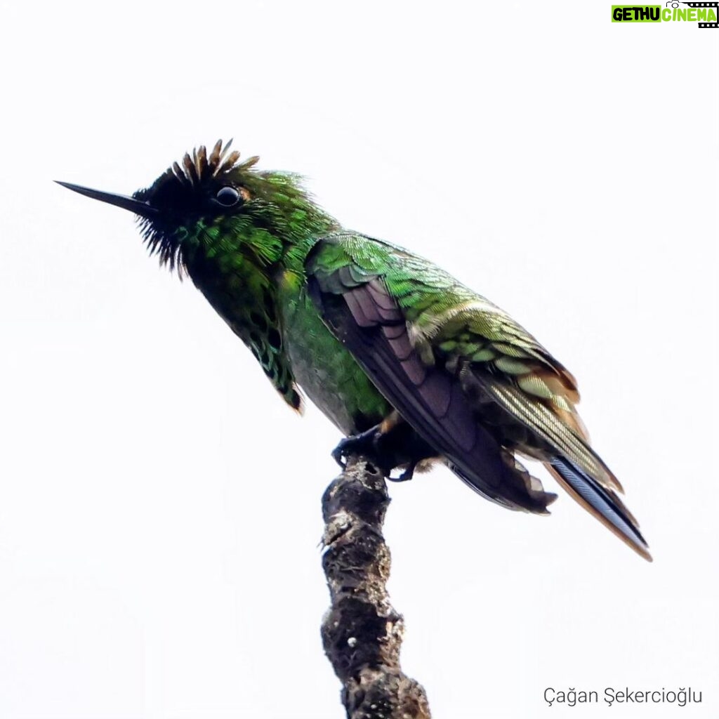 Çağan Şekercioğlu Instagram - Peacock coquette of the tepui highlands of #Venezuela is one of the coolest hummingbirds in the world! Venezuela'nın tepui dağlık oluşumlarında fotoğrafladığım ve bir mikro roketi andıran bu tavus koketi (Lophornis pavoninus), gördüğüm en sempatik ve ilginç kuşlardan biriydi. @cagansekercioglu @uofu_science @natgeo  @natgeointhefield @natgeoimagecollection @natgeomagazineturkiye @natgeotvturkiye @universityofutah @team_ebird #birds #nature #wildlife #biology #natgeointhefield  #conservation #biodiversity #travel #animals #Neotropics Canaima National Park, Venezuela